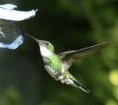 /album/fotogaleria/colibri-jpg/