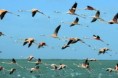 /album/fotogaleria/flamencos-jpg/