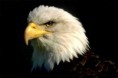/album/fotogaleria-bosque-humedo-/aguila-jpg/