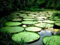 /album/fotogaleria-bosque-humedo-/amazonas-jpg/