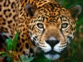 /album/fotogaleria-bosque-humedo-/jaguar-brasilia-jpg/