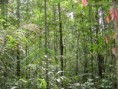 /album/fotogaleria-bosque-humedo-/bxk15810-selva-amazonica-ariau-am800-jpg/