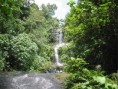 /album/fotogaleria-bosque-humedo-/mache-chindul01-jpg/